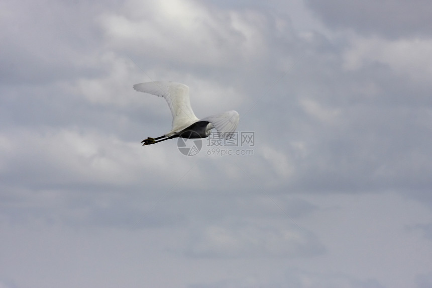 野海鸥肖像野生动物动物翅膀海鸟海洋航班白色自由眼睛图片