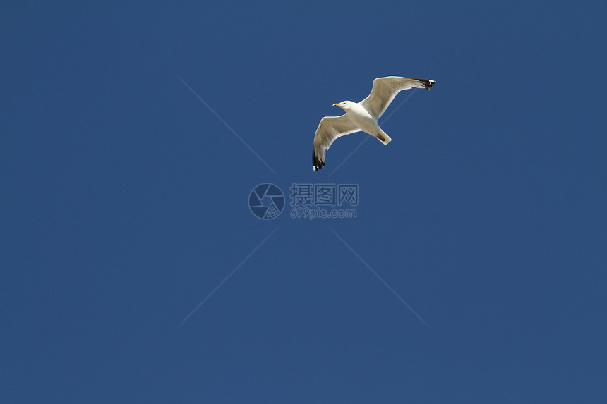 野海鸥肖像航班海鸟动物白色自由眼睛海洋野生动物翅膀图片