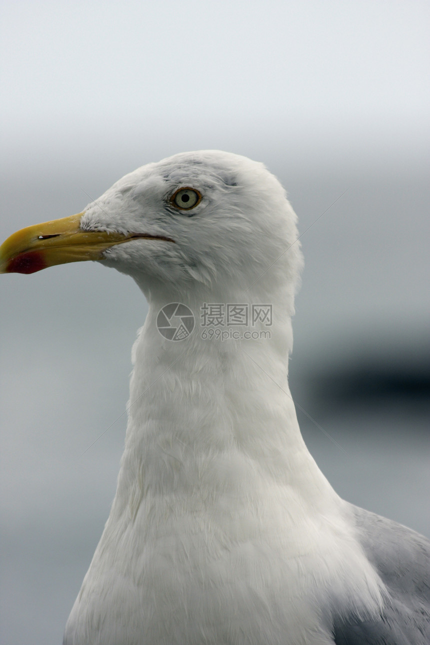 野海鸥肖像动物航班野生动物眼睛白色海鸟自由海洋翅膀图片