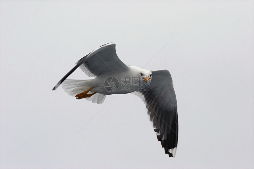 野海鸥肖像海鸟白色翅膀海洋眼睛动物航班自由野生动物图片