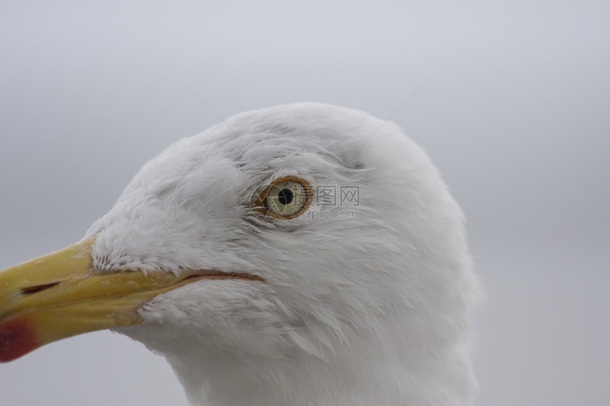 野海鸥肖像野生动物眼睛航班自由海洋翅膀动物海鸟白色图片