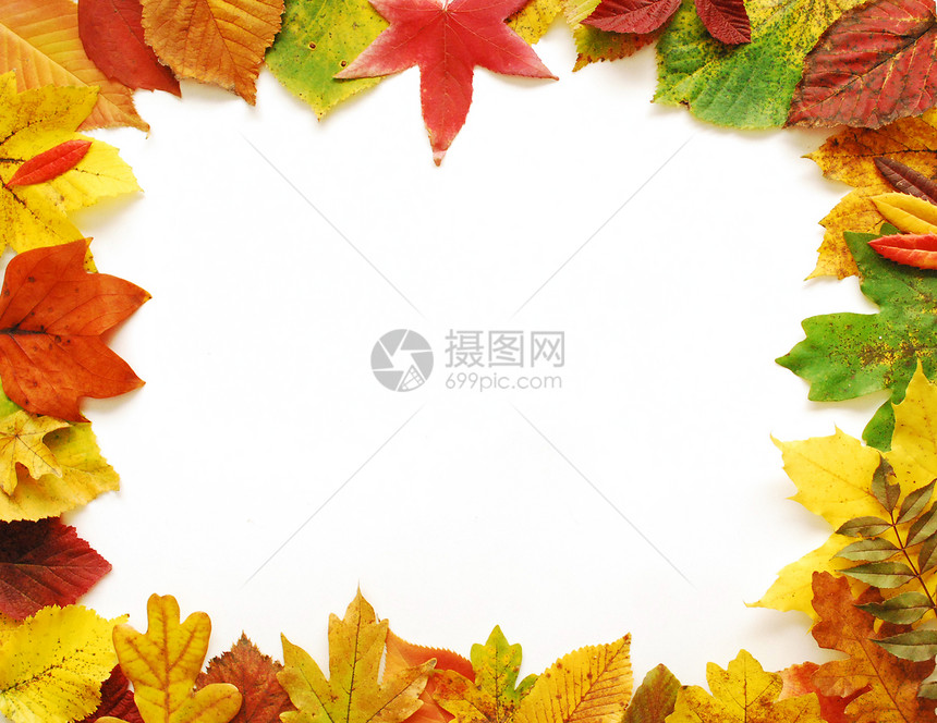 秋季休假框架白色红色橙子黄色季节树叶构图季节性叶子图片