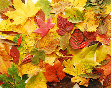 秋叶叶公园树叶叶子植被植物背景图片