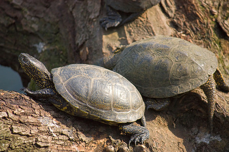 海龟池塘物种海洋乌龟自然保护爬行动物动物园濒危背景图片