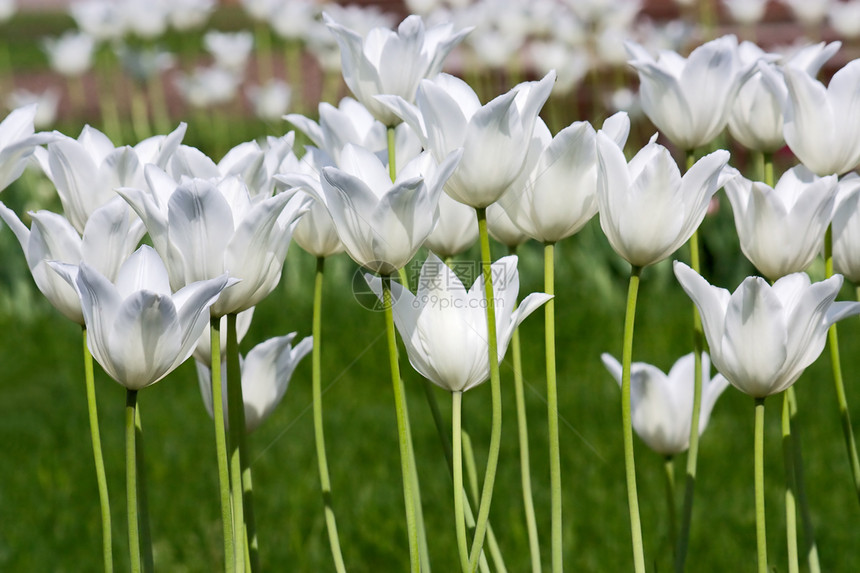 图利页郁金香花园花朵照片图片