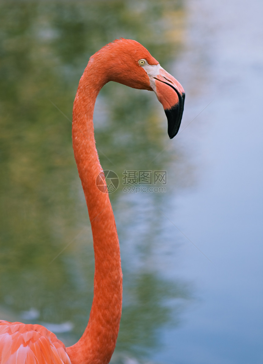 红色火烈火烈鸟的肖像鸟舍野生动物动物园粉色水禽海岸线动物脖子热带图片