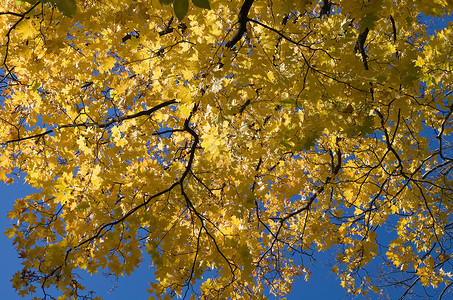 黄金金映图太阳阳光公园金子天堂天空叶子植物橙子树叶背景图片