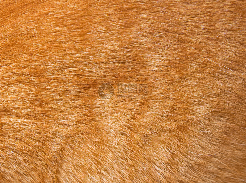猫毛毛纹理哺乳动物红色动物柔软度条纹虎斑黄色橙子宏观水平图片