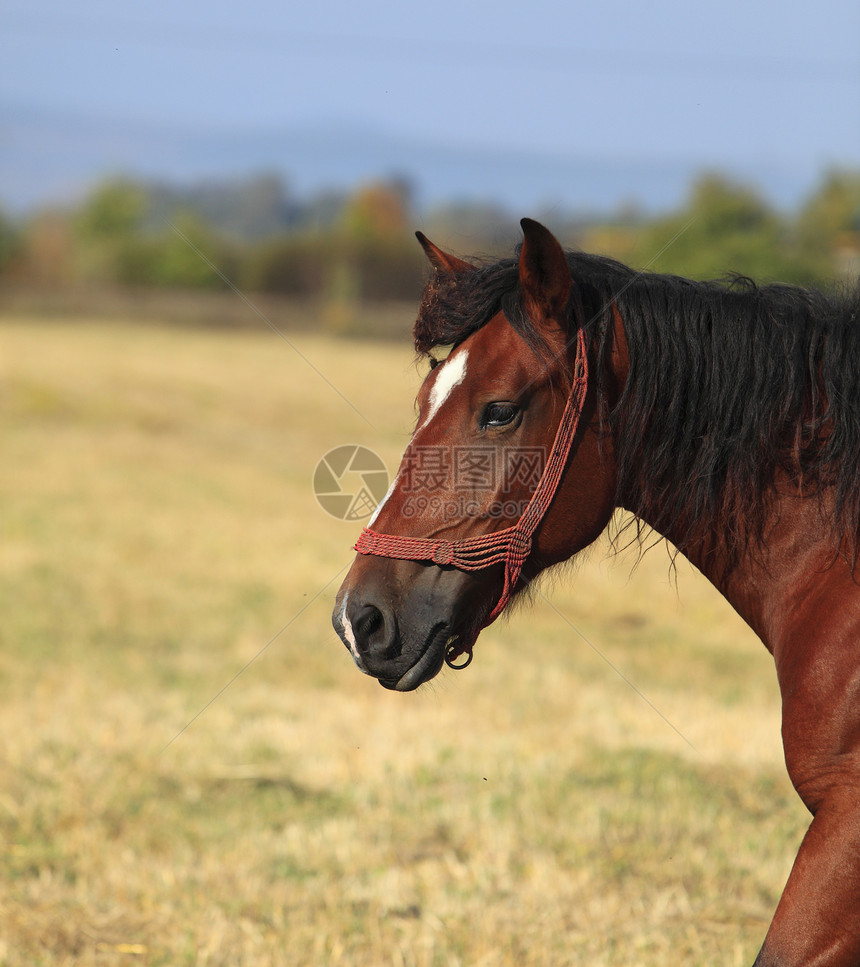 A马的简介农村荒野棕色蓝色场地黑色螺柱鬃毛野生动物哺乳动物图片
