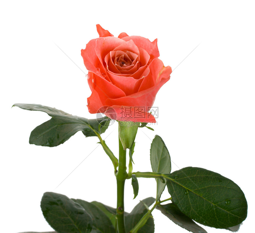 粉色玫瑰单向宏观红色花朵叶子绿色白色花瓣展示礼物图片
