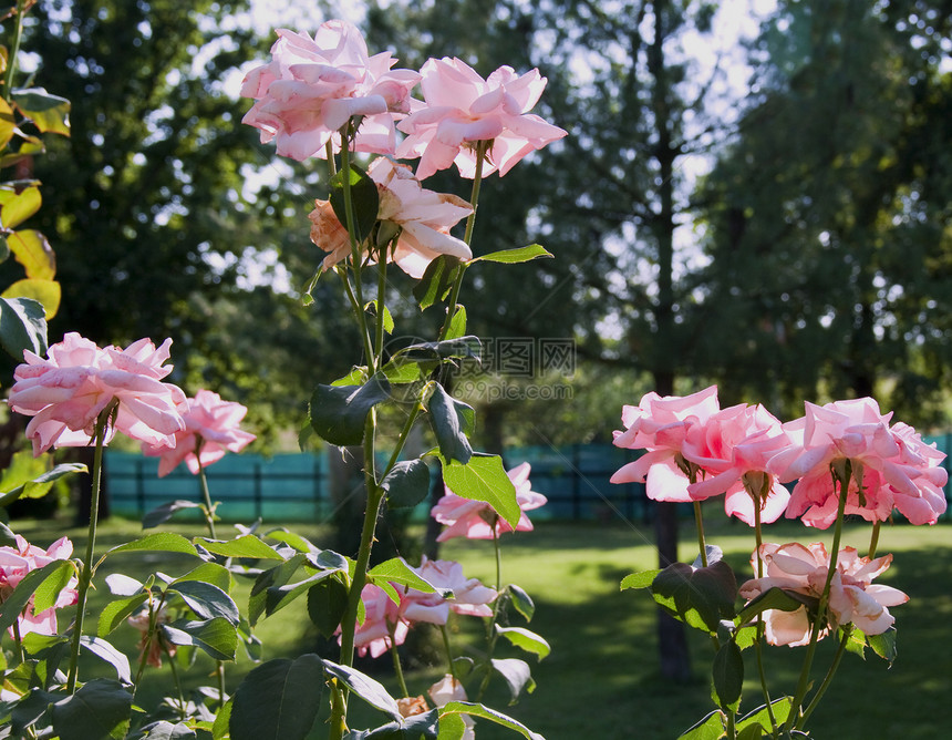 玫瑰花玫瑰花瓣公园叶子绿色衬套植物粉色园艺图片