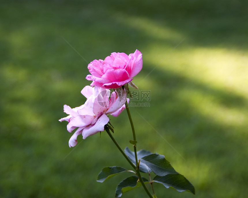 玫瑰花公园衬套粉色花瓣叶子园艺绿色植物玫瑰图片