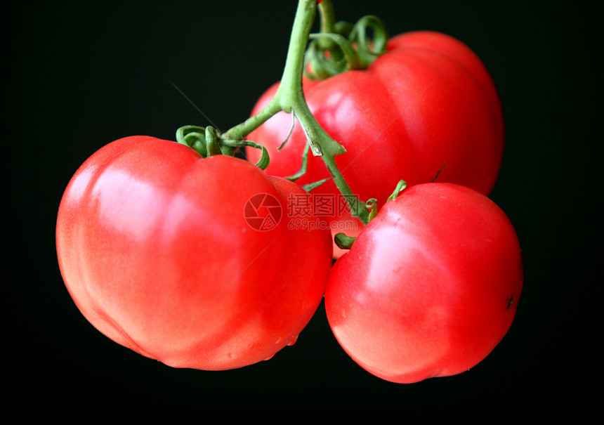 食物 蔬菜 番茄水果营养专题红色文章图片