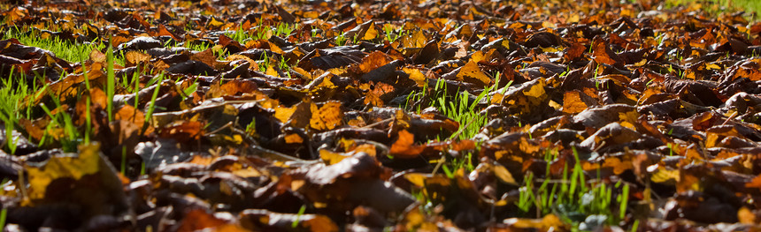 10月金色棕色森林宏观生长植物环境绿色植物季节绿色花园图片