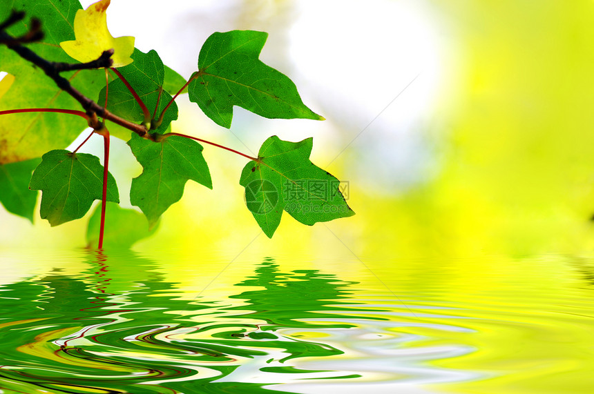 绿色树叶 对黄色自然背景的浅度关注植物学森林环境树木海浪植物分支机构宏观反射叶子图片