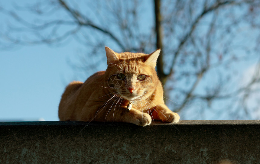 猫咪晴天手表城市病人注意力阴影石头眼睛蓝色头发图片