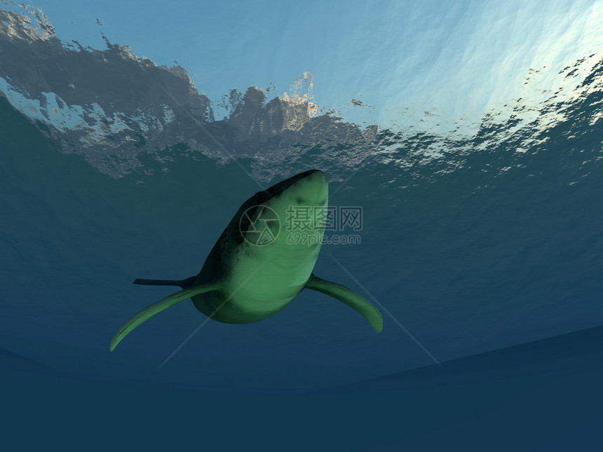 水下鲸鱼生活动物波浪游泳座头鲸海洋濒危野生动物海浪热带图片