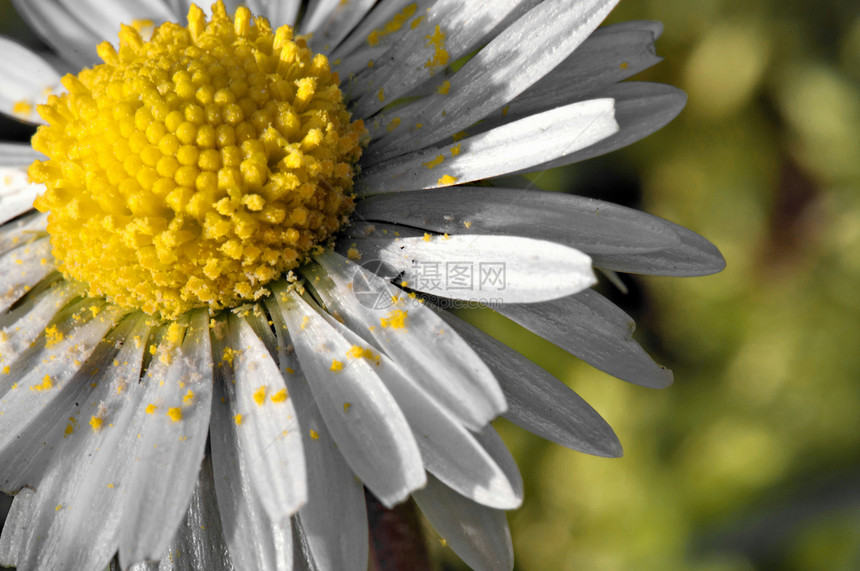 与花粉的对称季节性草本植物甘菊宏观季节黄色花瓣洋甘菊植被白色图片
