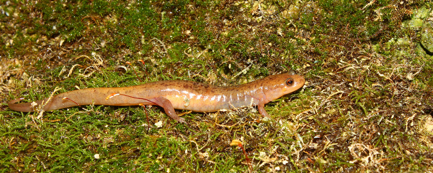 杜斯基萨拉曼德生物环境场景动物下颚两栖生物学科学生态动物学图片