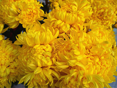 菊花植物花园黄色背景图片
