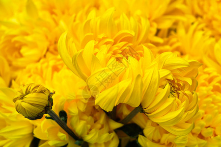 菊花花园黄色植物背景图片