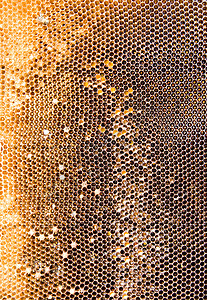 蜂巢网格蜂窝网格蜜蜂昆虫金子蜂蜡艺术食物蜂巢梳子橙子插图背景