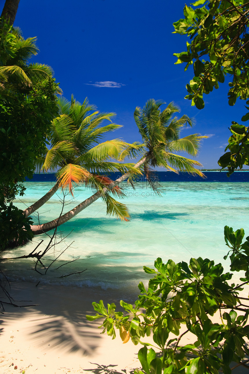 马尔代夫的热带天堂海浪植物假期旅行太阳游泳地平线阳光海岸线场景图片