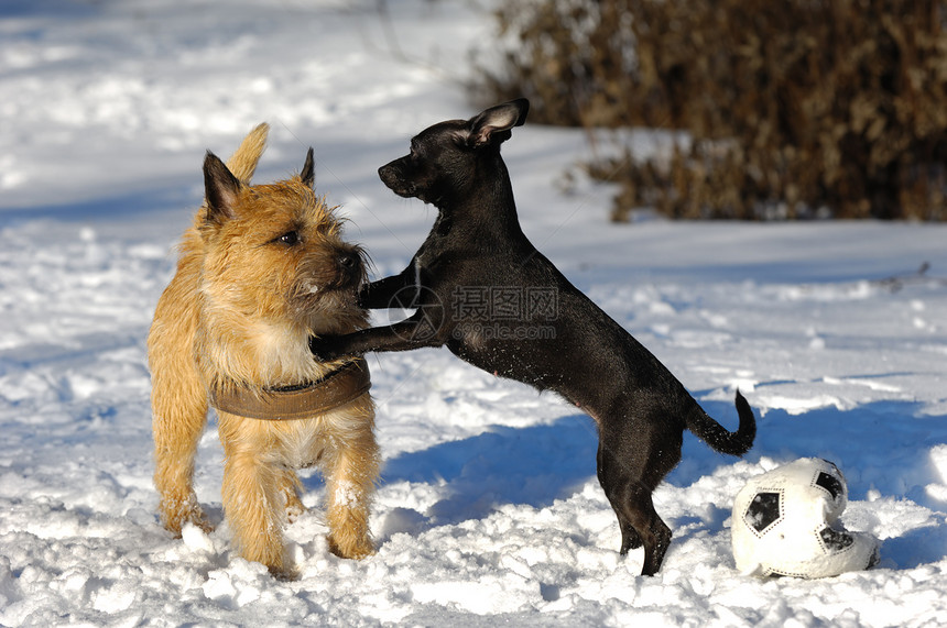 雪中两只狗小狗宠物猎犬钳子哺乳动物足球朋友犬类忠诚图片