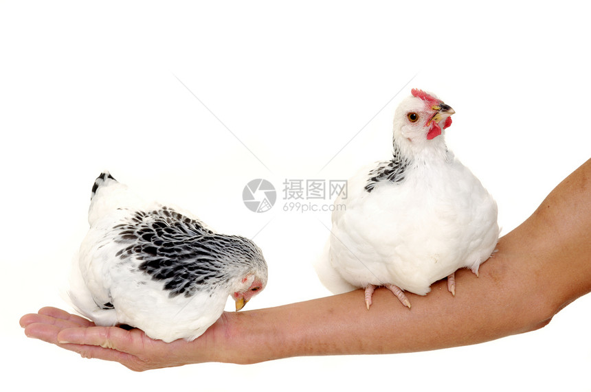 手坐着的鸡小鸡家禽生活流感休息星星女士女性动物兄弟姐妹图片