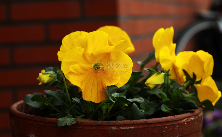 黄黄色花朵公园砖块植物市场地面叶子晴天红色季节礼物图片