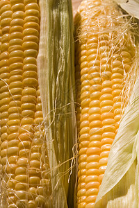 玉米粮食食物蔬菜背景图片