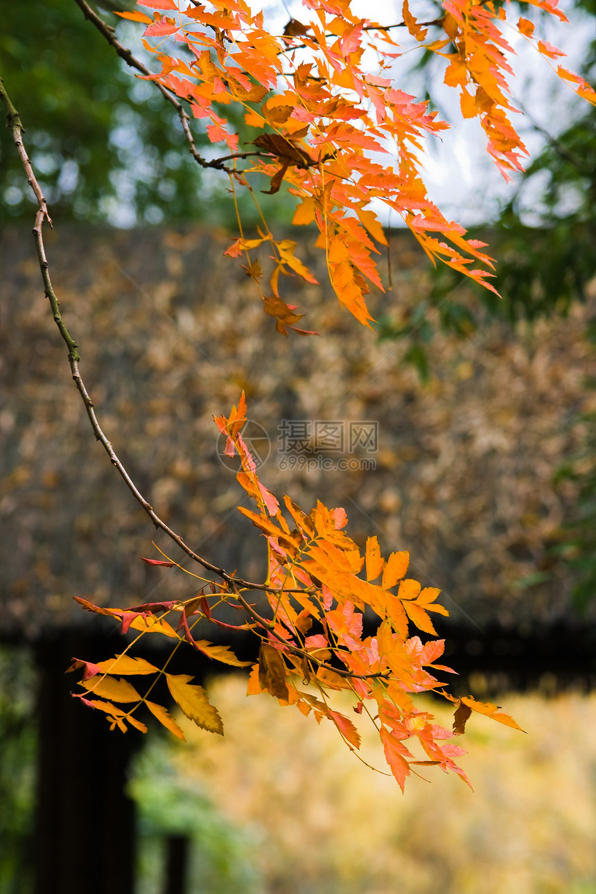 秋天的中国花园 有多彩的叶子图片