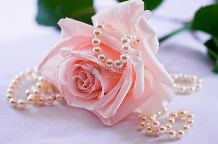珍珠项链和柔软粉色玫瑰女孩女士礼物展示女性白色情怀图片