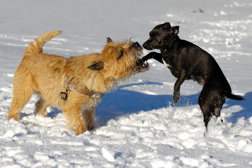 两只狗在玩运动友谊朋友小狗犬类钳子宠物猎犬伴侣乐趣图片