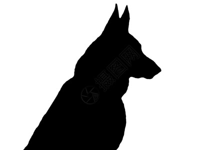 德国哺乳动物猎犬犬类警察动物牧羊人背景图片