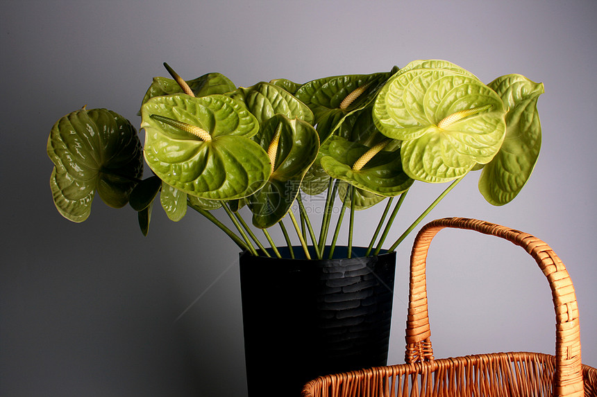 绿色鲜花植物植物学药品草本植物花束枝条花瓶篮子图片