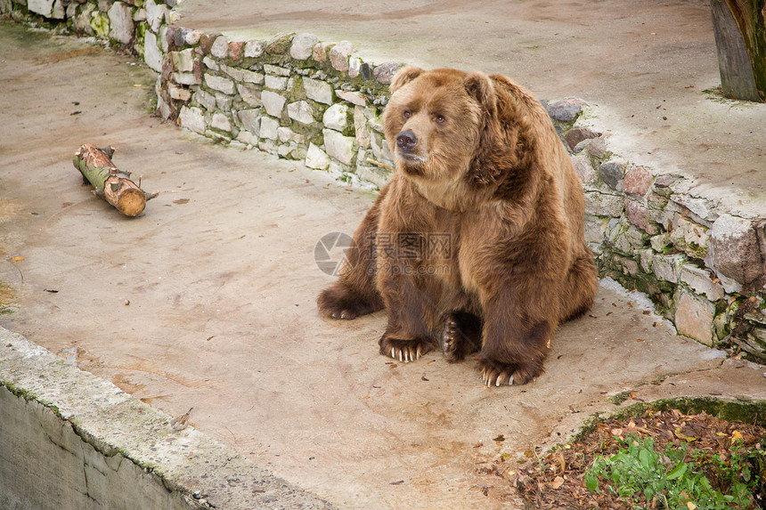 熊动物园野生动物哺乳动物毛皮荒野棕色图片