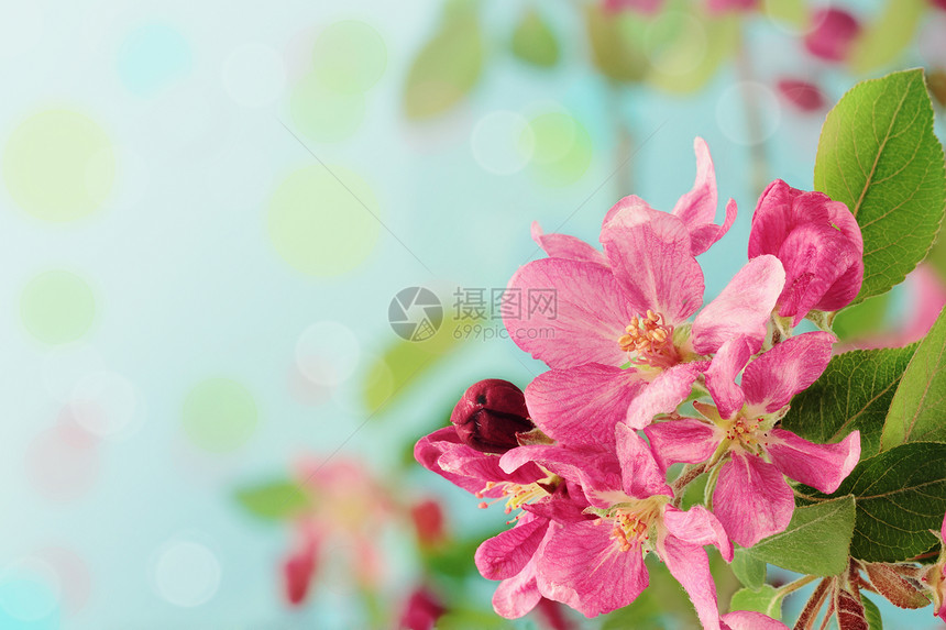 春树花宏观果园园艺植物背景植物学晴天海棠花公园花朵图片