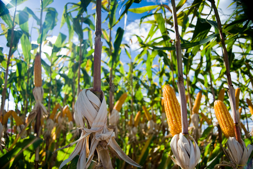 玉米作物种植园橙子食物粮食蓝色植被农学家环境树叶植物群图片