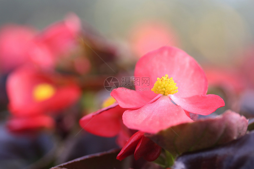 粉红花植物群生物学草地野花花园宏观园艺植物黄色生长图片