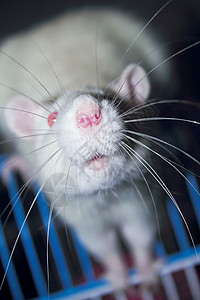 蓝色老鼠耳朵自由红色耳朵宠物展示哺乳动物老鼠尾巴好奇心笼子鼻子背景