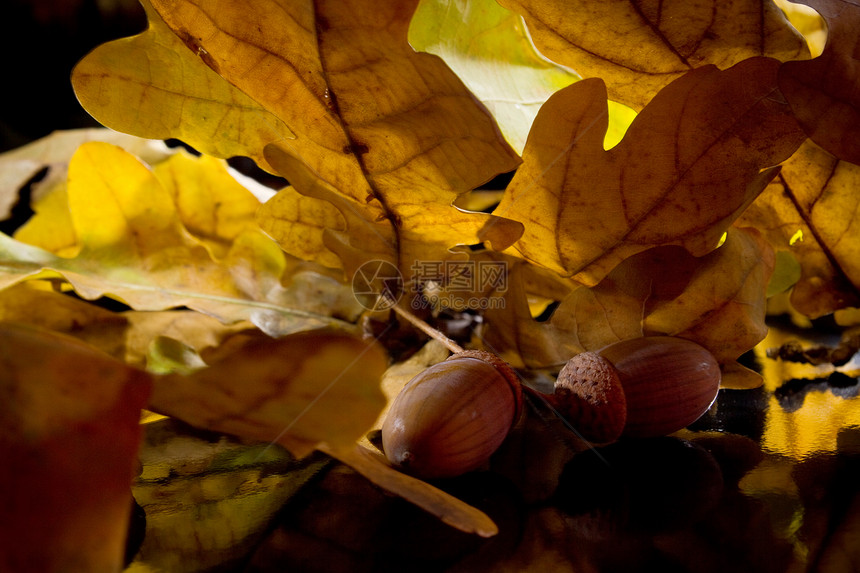 秋橡树树木木头板栗植物群水果坚果植物季节叶子金子图片