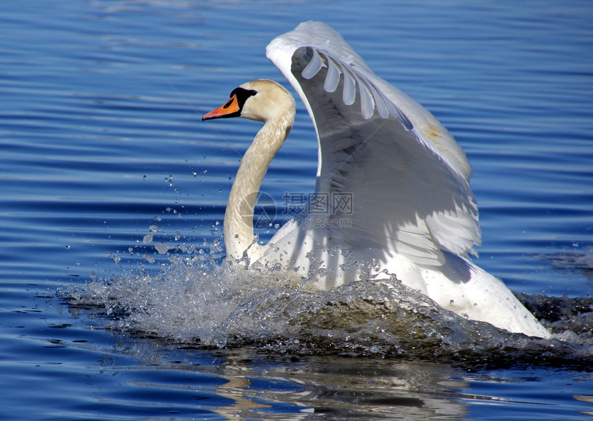 白天鹅漂浮天鹅运动翅膀羽毛火花动物忠诚白色翼展图片