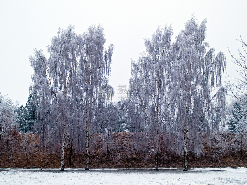 冬季自然背景图象中的树木喜悦季节天气假期旅行场景水平气候荒野白色图片