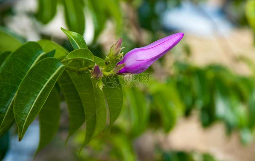 紫花朵植物树叶季节叶子紫色绿色园艺花园花瓣图片