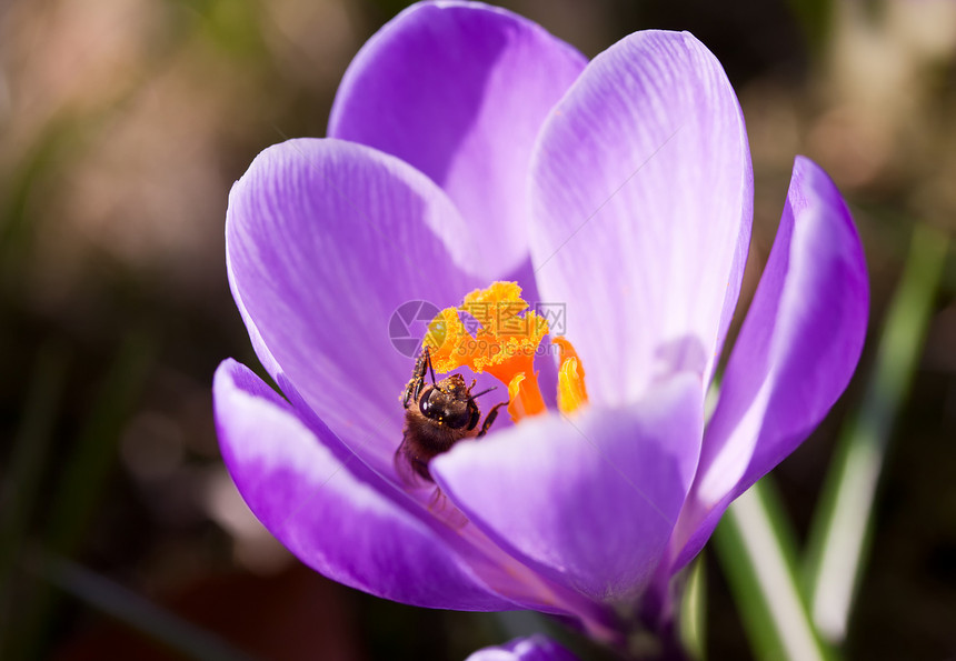 维奥莱特季节地面公园昆虫红花园艺草地蜜蜂花瓣紫色图片