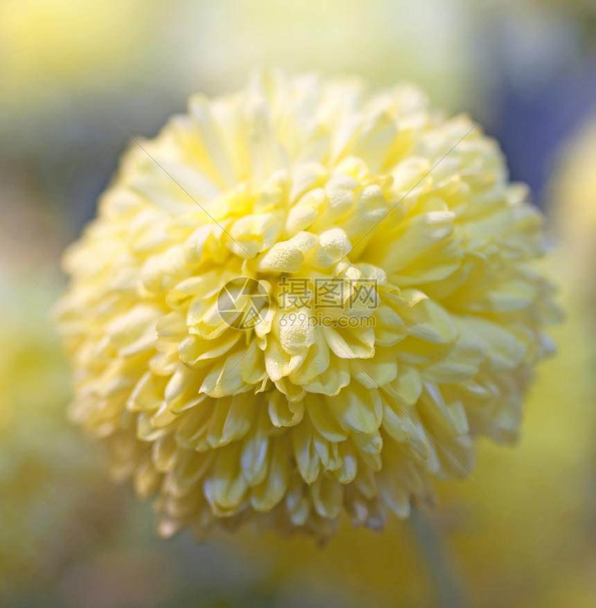 黄花植物红花花瓣植物群生长草本植物植物学绿色黄色宏观图片