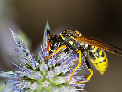 病毒花朵黄色昆虫动物宏观黑色花园黄蜂高清图片