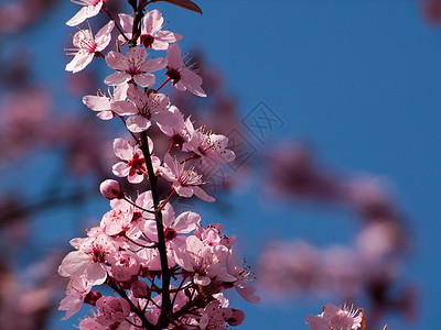 春季春天蓝色背景图片