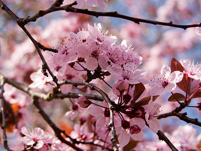 春天粉红背景图片
